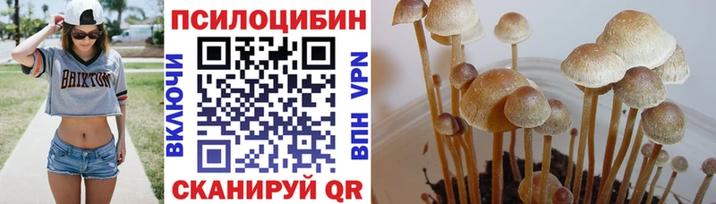 Купить  Удомля  Псилоцибиновые грибы MAGIC MUSHROOMS 